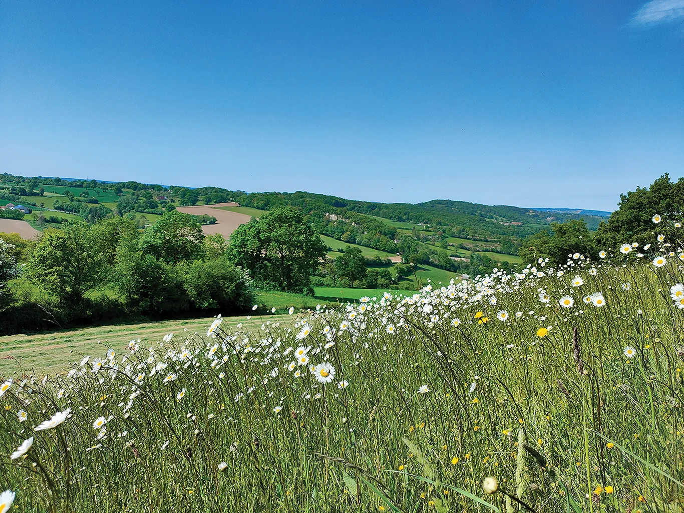 Champ de marguerites Ste-Marie-Laumont