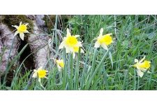 Logo de Association des jonquilles Logo de Association des jonquilles