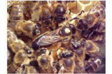 Logo de Pomme d’ApizZ Logo de Pomme d’ApizZ