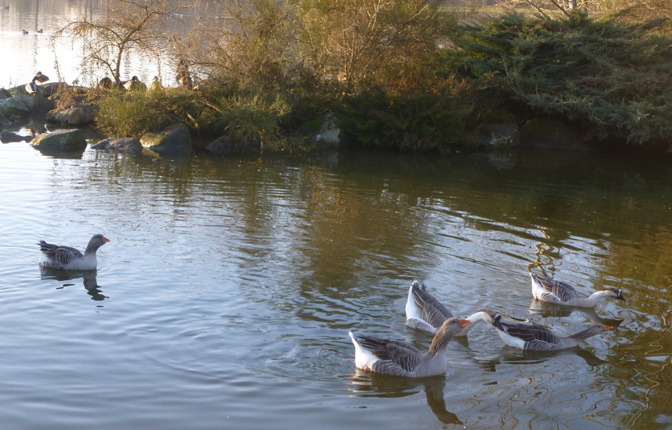 plan-deau-beny-cygne